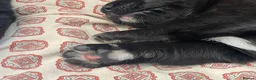 Labrador Retriever dogs for sale: 8 labrador puppies  in Sandbach - Advert 8