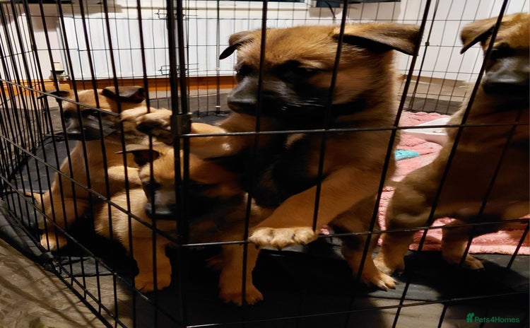 Belgian Shepherd Dog dogs  beautiful belgain mali only 3 - Advert 4