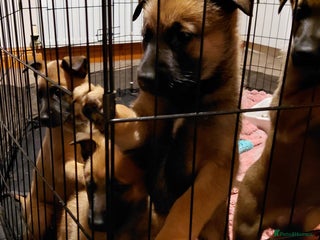 Belgian Shepherd Dog dogs beautiful belgain mali only 1 left - Advert 5