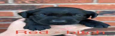 Red - bitch