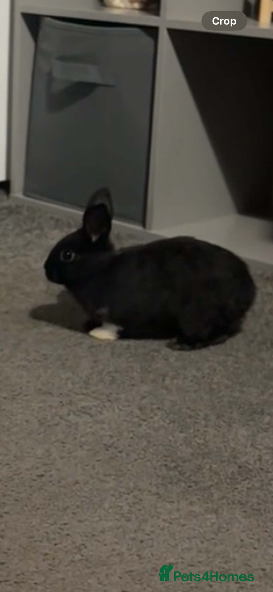 Dutch rabbits for sale: Female bunny - Advert 1