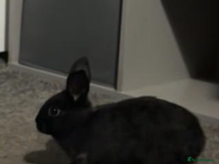 Dutch rabbits Female bunny - Advert 1