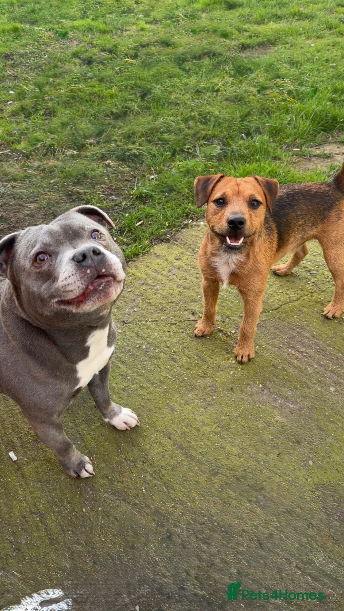 Patterjack dogs Meet nigglesworth - Advert 6