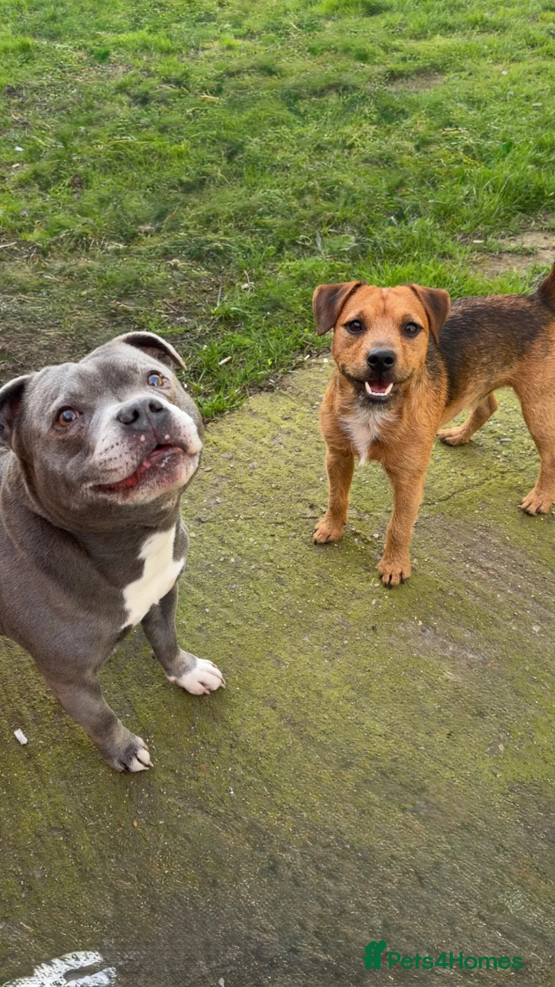 Patterjack dogs for sale: Meet nigglesworth in Wedmore - Advert 1