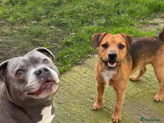 Patterjack dogs Meet nigglesworth - Advert 6