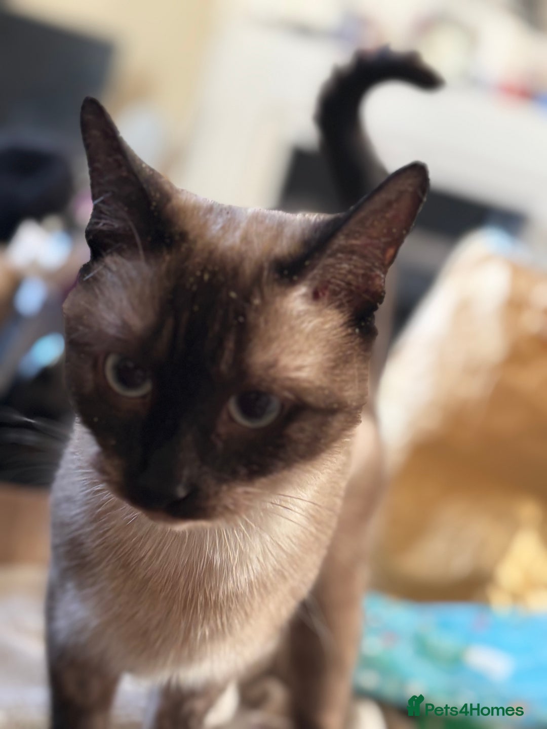 Mixed Breed cats for adoption: Loving, energetic Siamese X F 2yrs neutered  - Advert 2