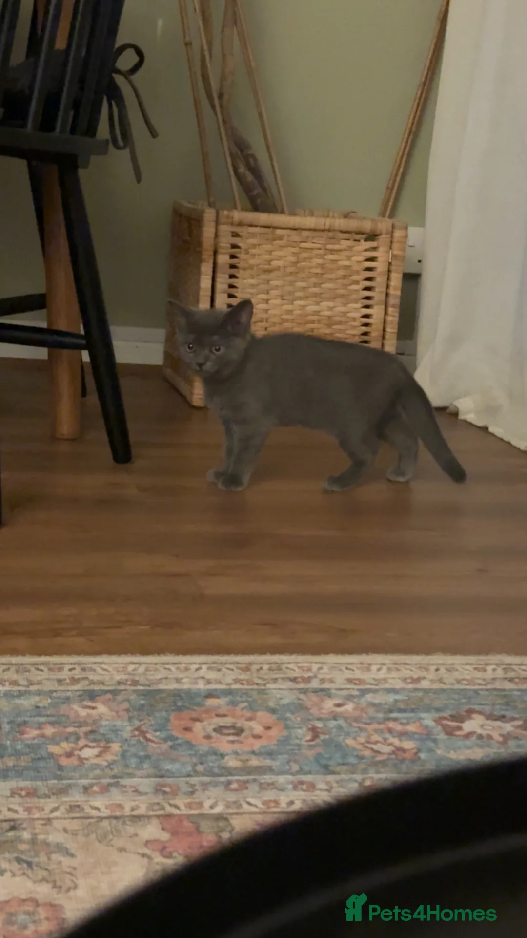 British Shorthair cats for sale: British shorthair kitten  - Advert 2