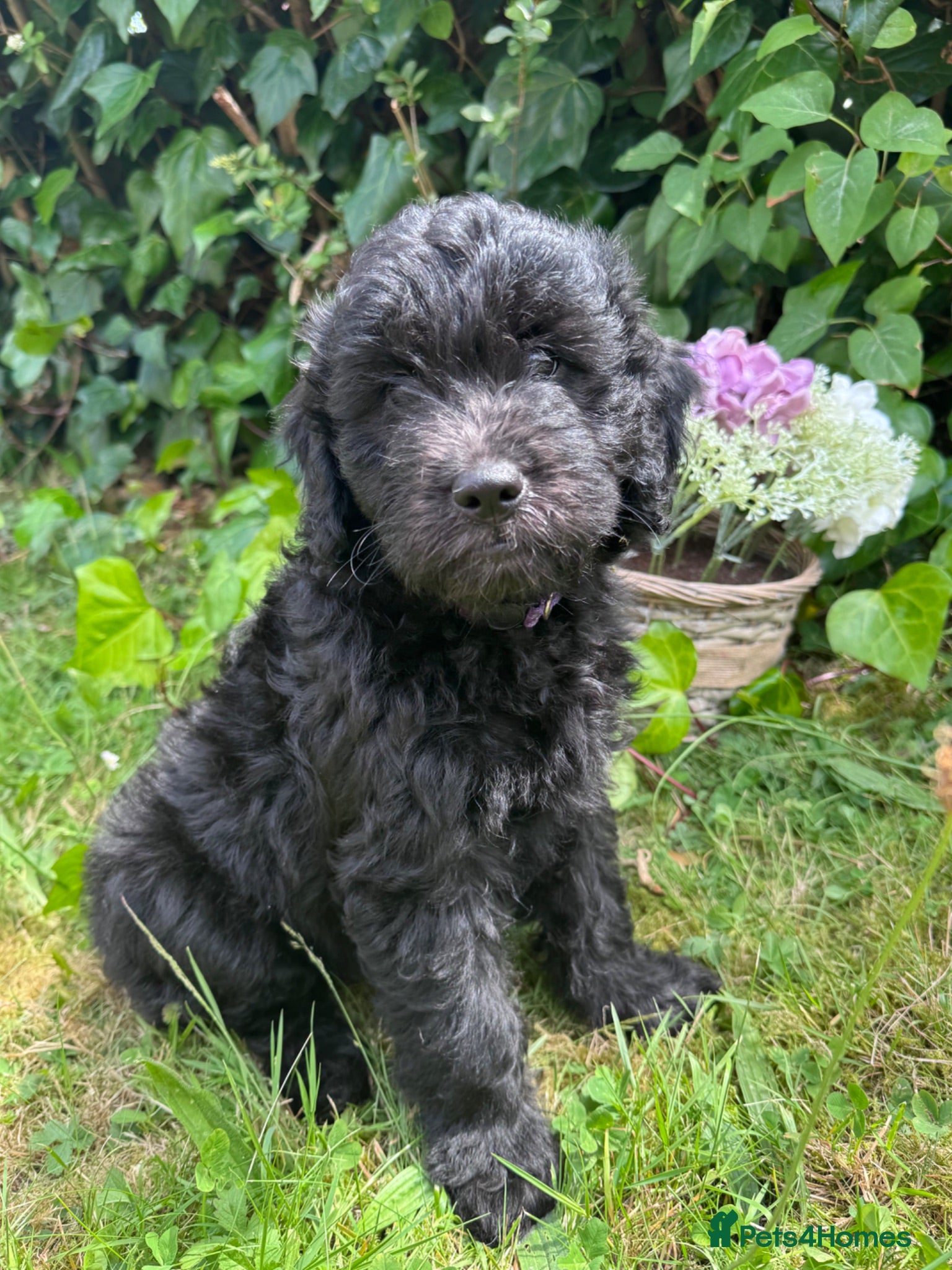 Mini Goldendoodle dogs F1 Miniature Goldendoodles  *READY NOW* - Advert 1