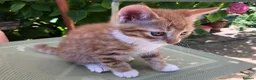 Mixed Breed cats for sale: Little darlings looking for loving homes - Advert 11