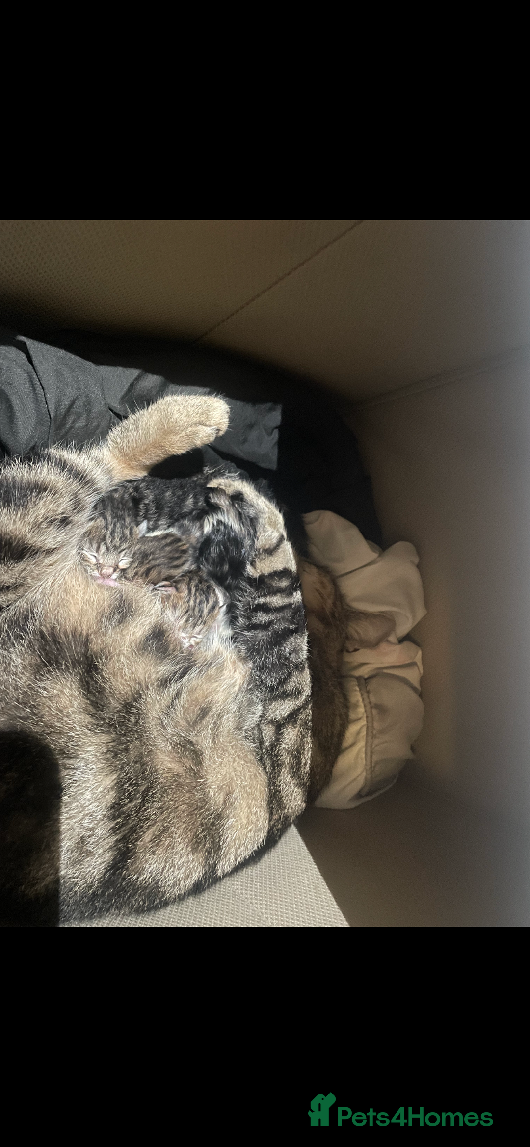 Mixed Breed cats for sale: 4 beautiful tabby kittens - Advert 1