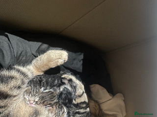 Mixed Breed cats 4 beautiful tabby kittens - Advert 3