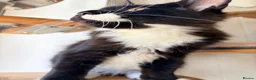 Maine Coon cats for sale: Gccf male Maine coon kitten  - Advert 9