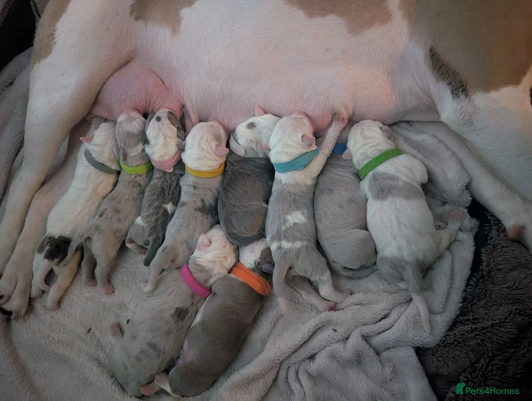American Bulldog dogs for sale: Outstanding Merle American Bulldogs - Advert 38