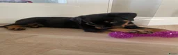 Rottweiler dogs for sale: Half Serbian / Half German Rottweiler Puppy in Coventry - Advert 7