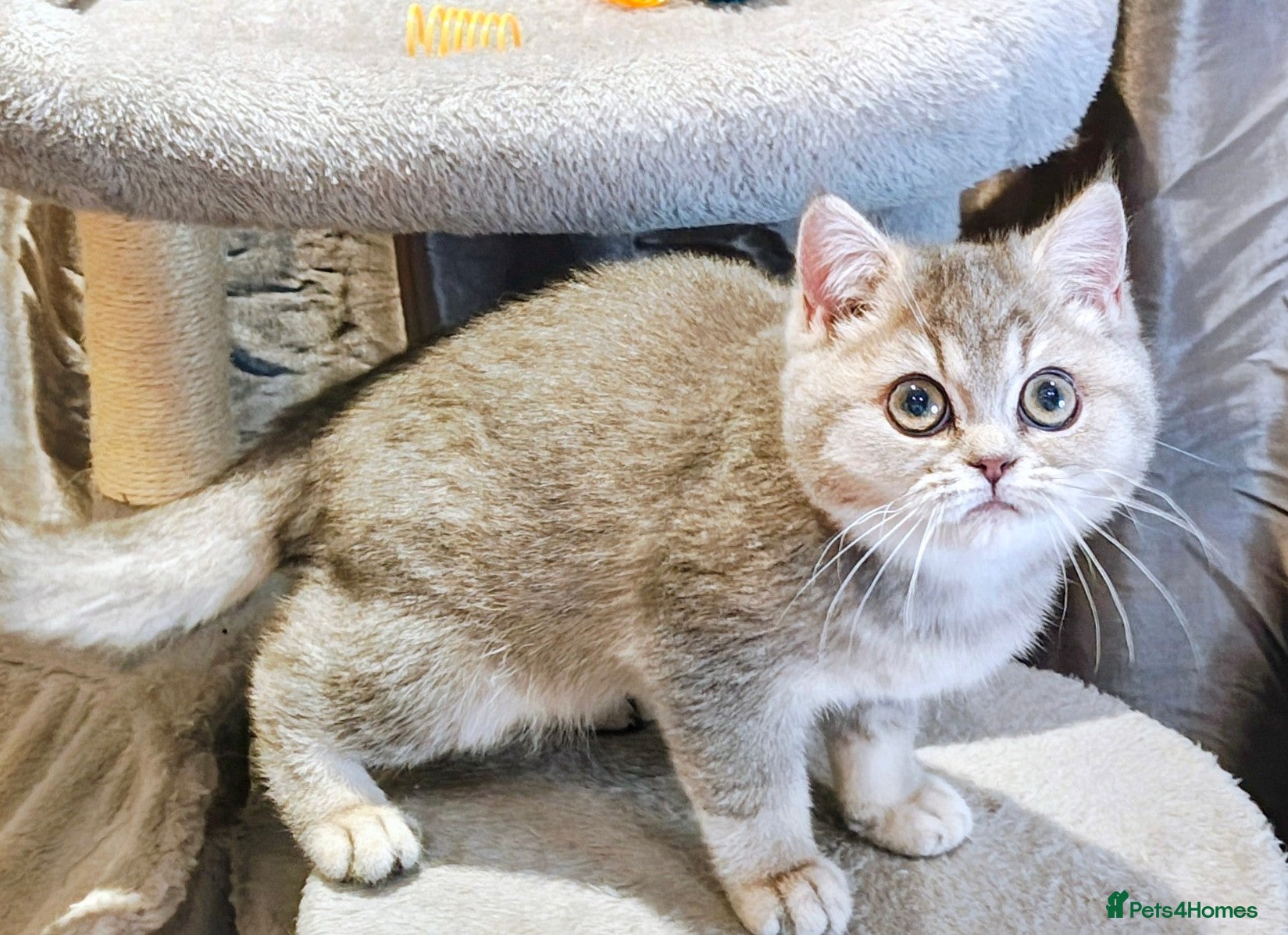 British Shorthair cats Blue golden female, TICA registered  - Advert 1