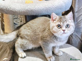 British Shorthair cats Blue golden female, TICA registered - Advert 1