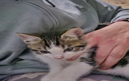 Mixed Breed cats for sale: Friendly playful kittens ready to find thier new  - Image 32