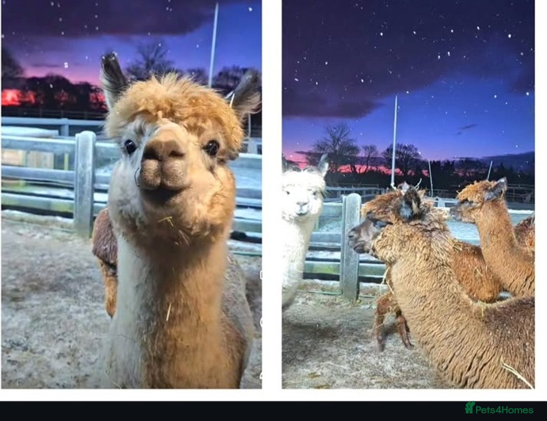 Alpaca livestock for sale: 3 Male Treking  Alpacas  - Advert 4
