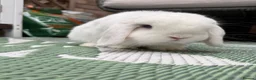 Mini Lop rabbits for sale: 🐰❤️ BEAUTIFUL 9-MONTH-OLD MINI LOP in Hereford - Advert 3