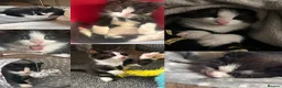 Mixed Breed cats for sale: Maine Coone X Bombay - Advert 1