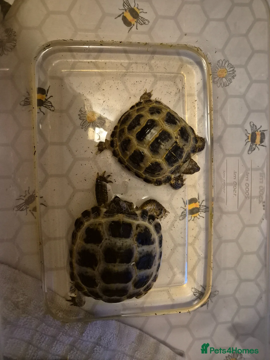 Tortoise reptiles for sale: 3 Horsfield Tortoise  in Stockport - Advert 2