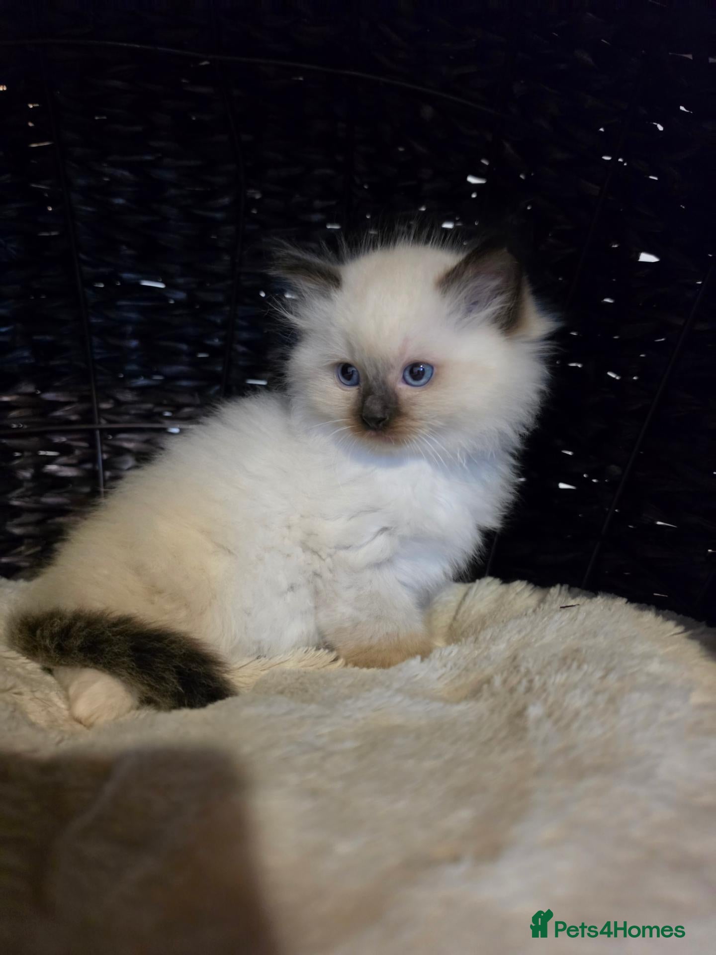Ragdoll cats Seal mitted ragdoll kittens ready 26/9 - Advert 4