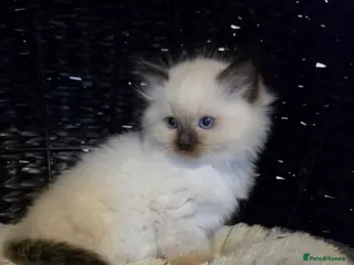 Ragdoll cats Seal mitted ragdoll kittens ready 26/9 - Advert 4