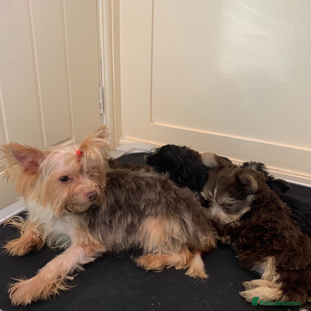 Biewer Terrier dogs for sale: Stunning Biewer Terrier puppies - Image 8