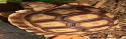 Tortoise reptiles for sale: Sulcata tortoise - Advert 6