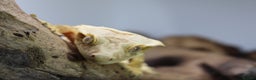 Gecko reptiles for sale: Male and female crested geckos  - Advert 16
