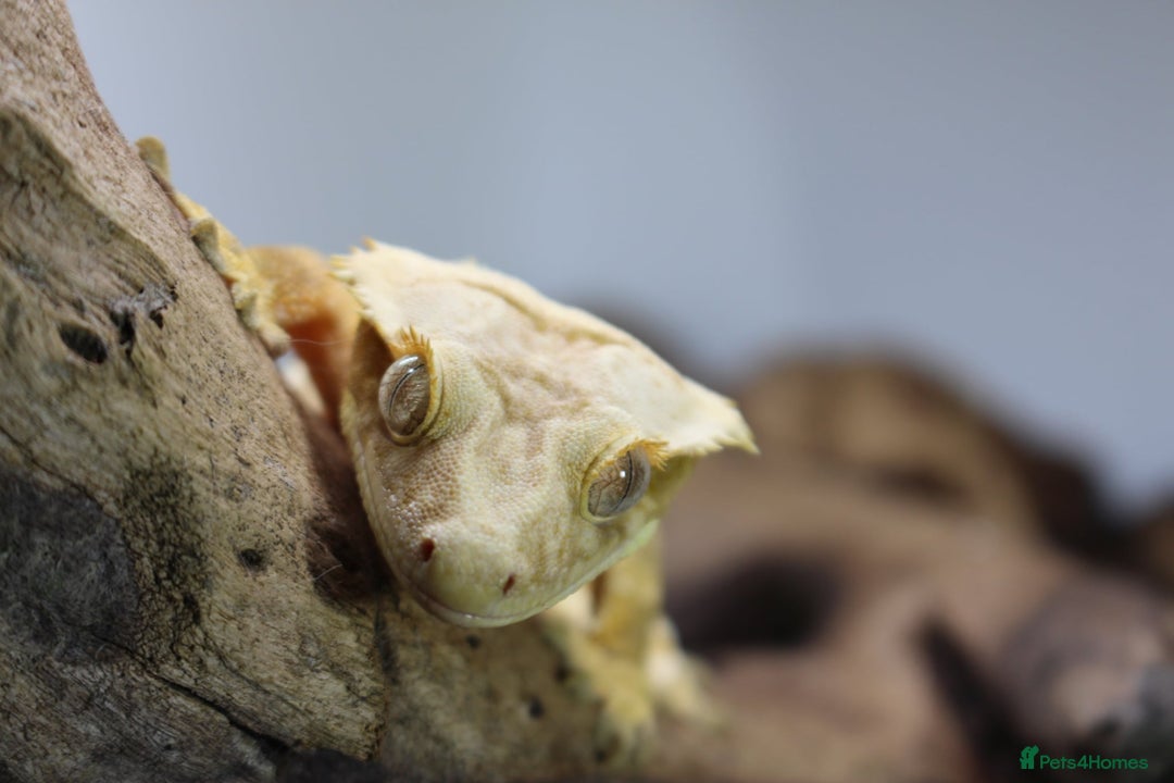 Gecko reptiles for sale: Male and female crested geckos  - Advert 16