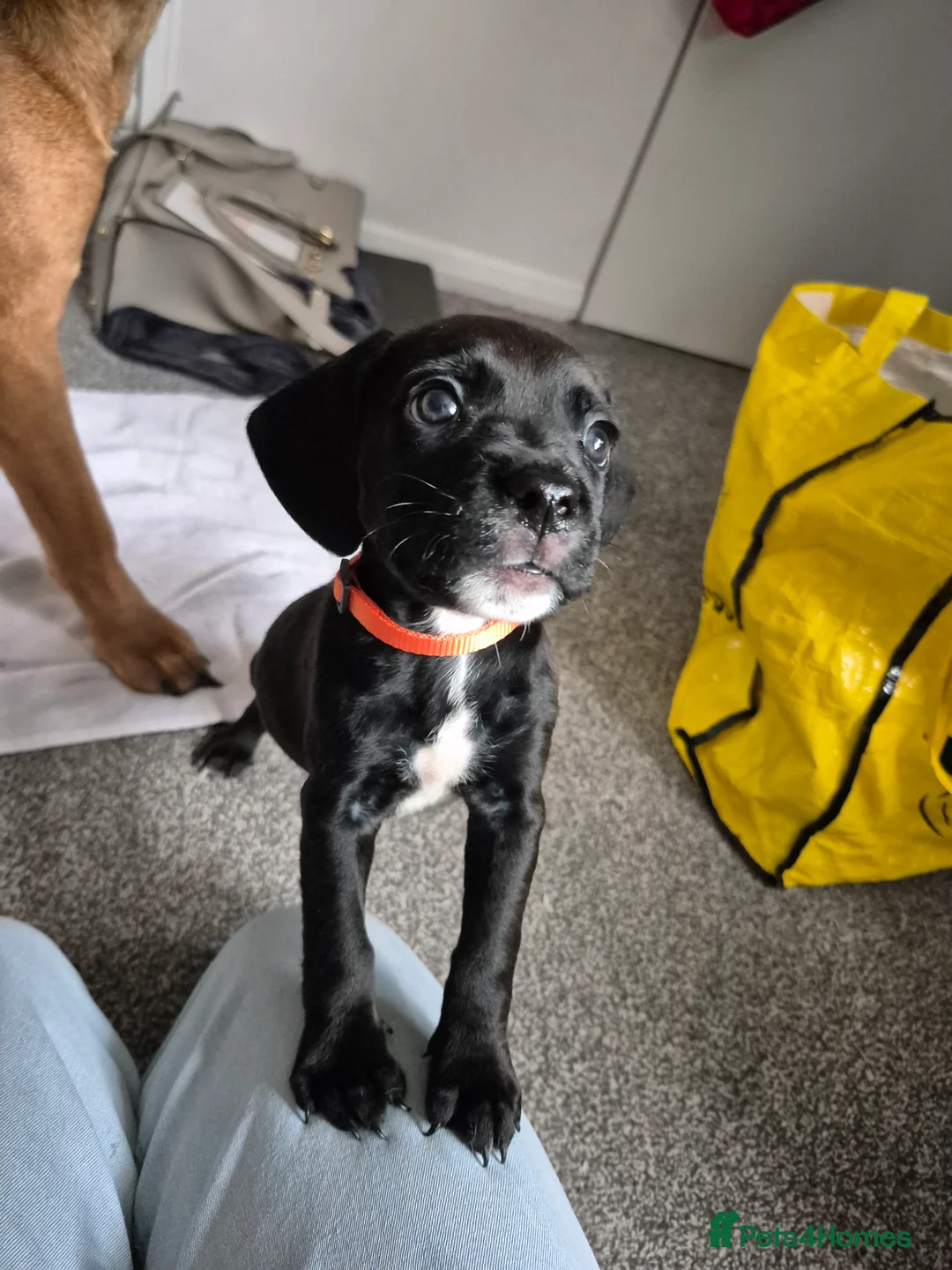 Mixed Breed dogs for sale: Black Bullmastiff BOY X Springer Spaniel  - Advert 10