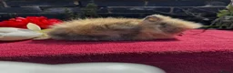 Lionhead rabbits for sale: Lionhead Baby Bunies  in Stoke-on-Trent - Advert 3