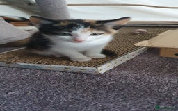 Mixed Breed cats for sale: Premium kittens ready to find their new homes - Image 7