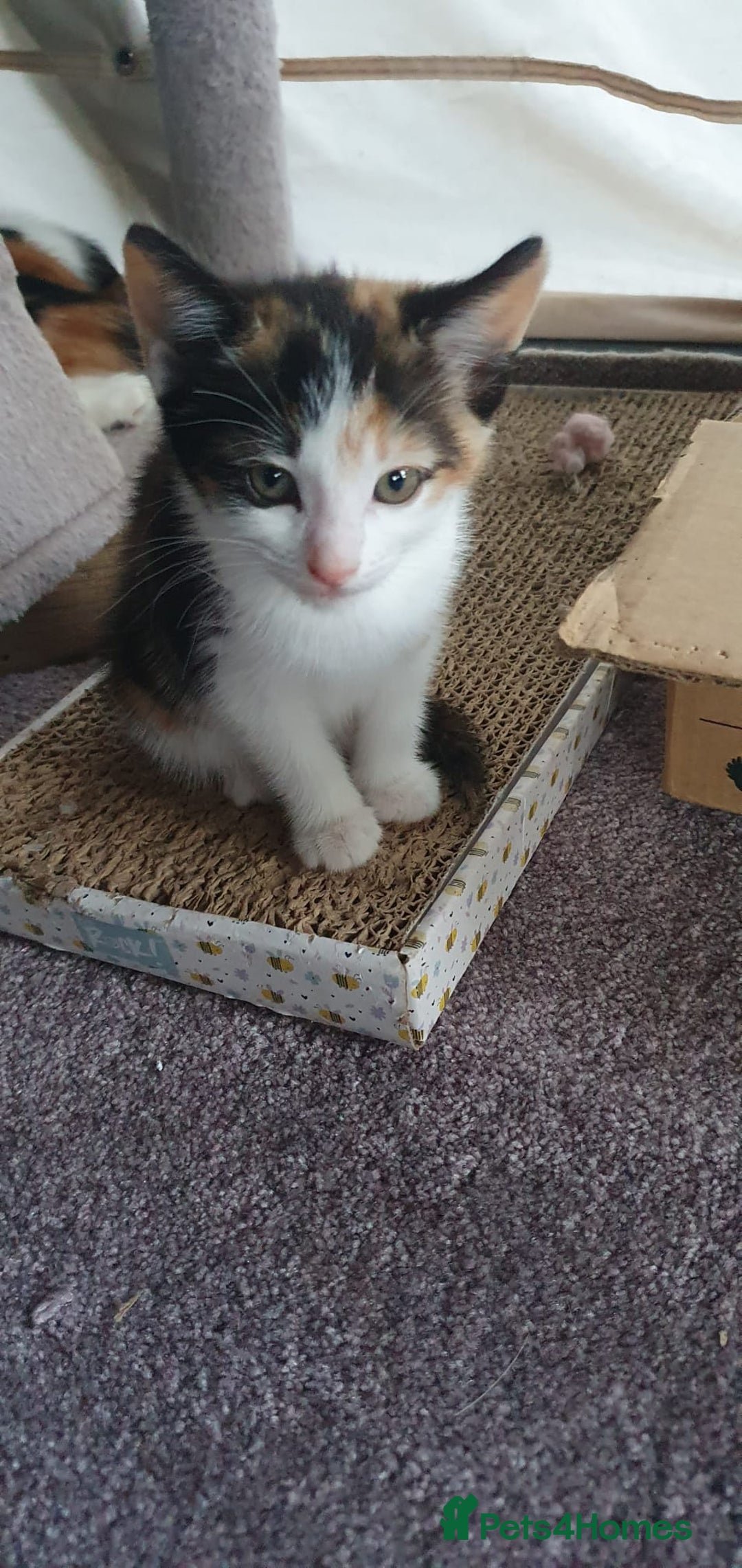 Mixed Breed cats for sale: Premium kittens ready to find their new homes - Image 7