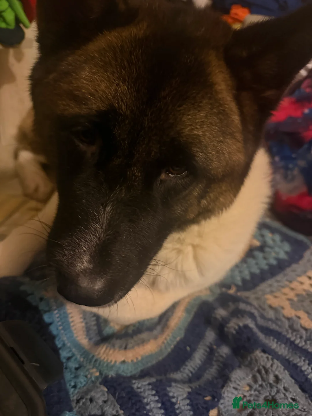 Akita dogs for sale: Sadie American Akita - Advert 1