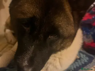 Akita dogs Sadie American Akita - Advert 10