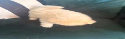 Pomeranian dogs for sale: Blue eyed Pomeranian pups  in Ramsgate - Advert 19