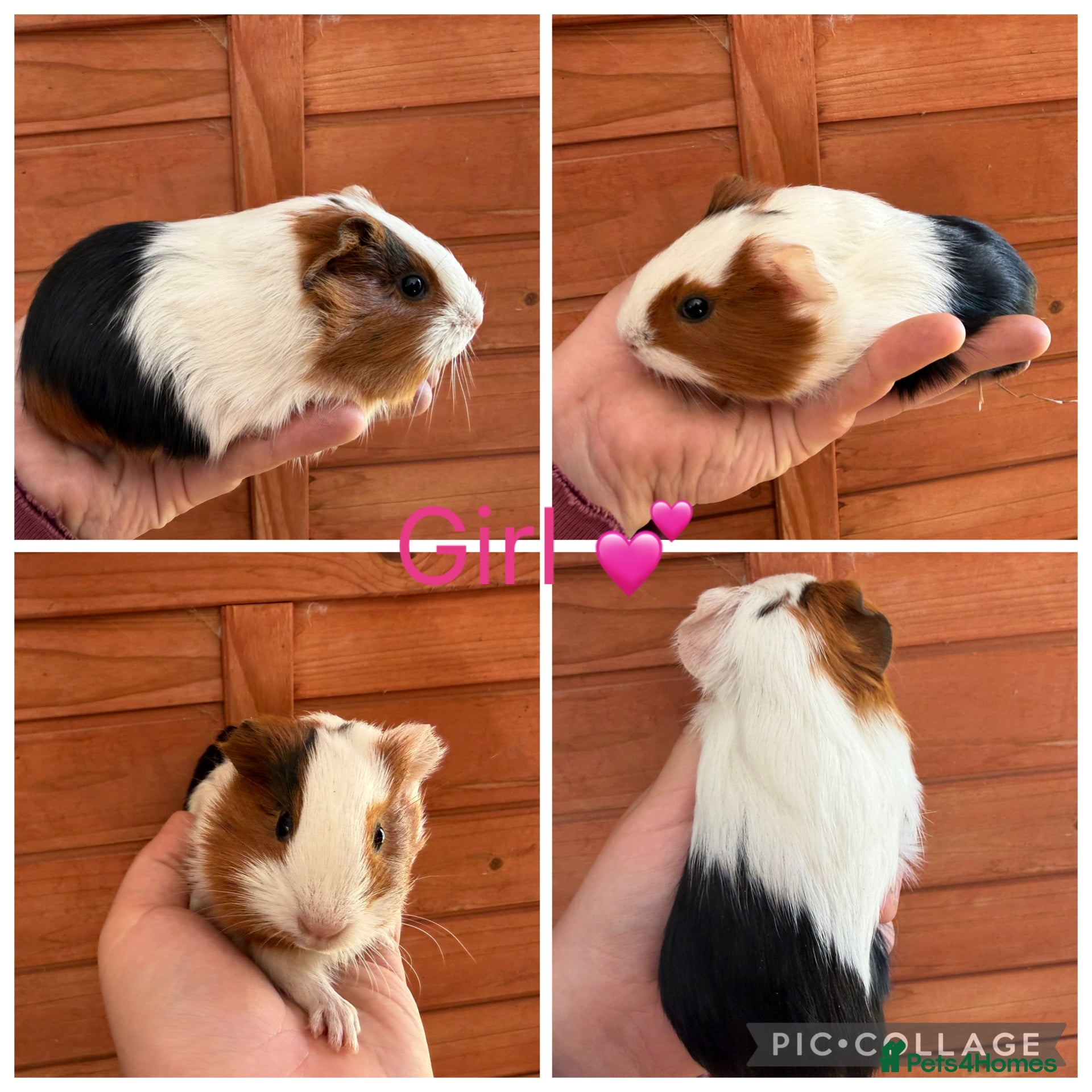 Guinea Pig rodents 6 Female, 3 male guinea pigs for new homes  - Advert 2