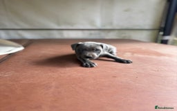 Staffordshire Bull Terrier dogs for sale: Blue Staffordshire puppies  - Image 3