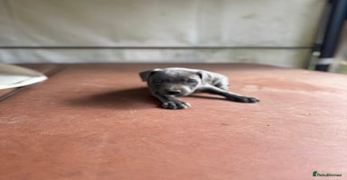 Staffordshire Bull Terrier dogs - Advert 6