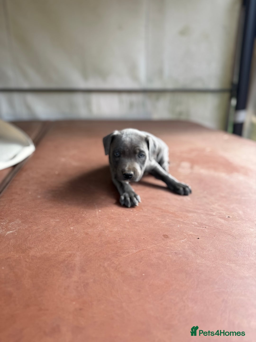 Staffordshire Bull Terrier dogs for sale: Blue Staffordshire puppies  - Image 3