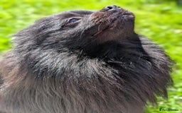 Pomeranian dogs for stud: Black Pomeranian Stud in Southampton - Image 2
