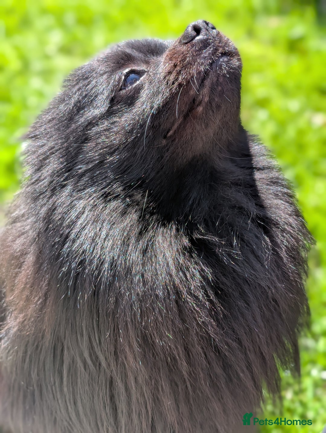 Pomeranian dogs for stud: Black Pomeranian Stud in Southampton - Image 2