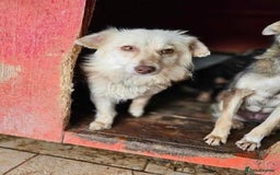 Mixed Breed dogs for adoption: Meet Poppet, currently residing in South Wales - Image 7