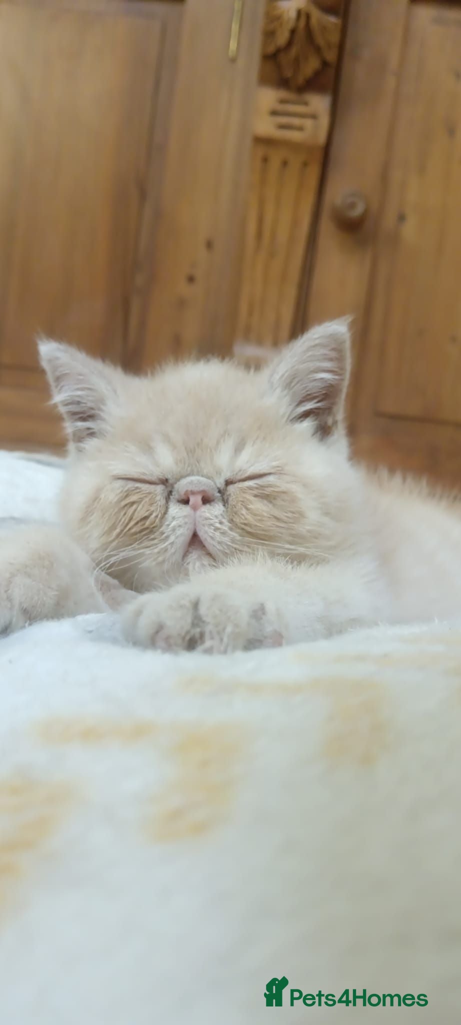 Exotic cats Exotic short hair persian - Advert 2