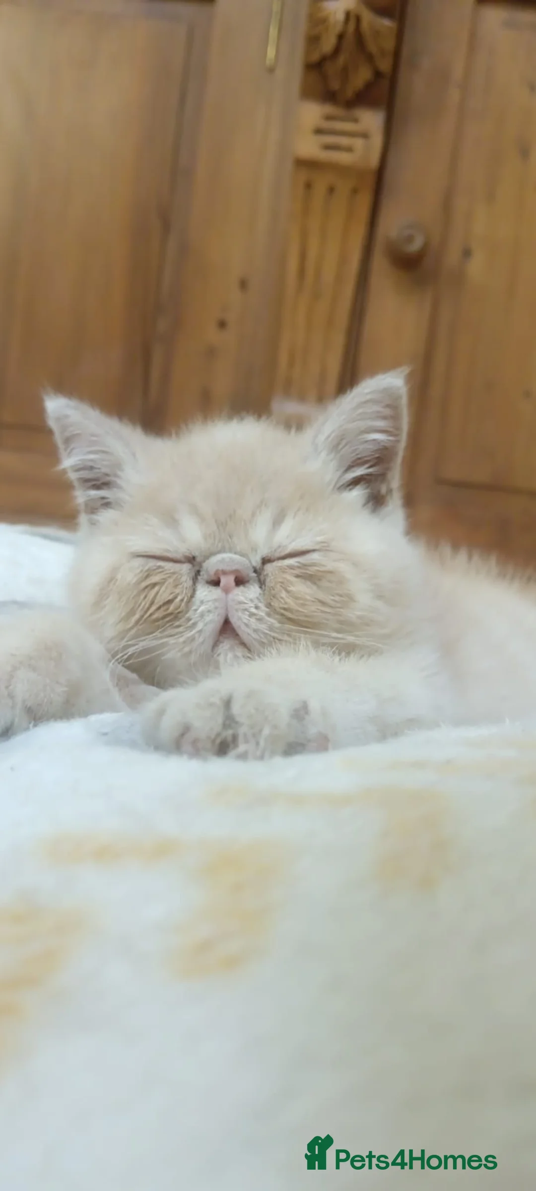 Exotic cats for sale: Exotic short hair persian in Widnes - Advert 1