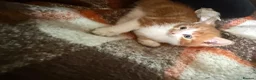 Mixed Breed cats for sale: Kittens Manchester - Advert 20
