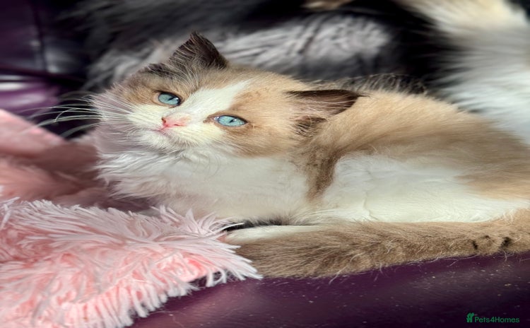 Ragdoll cats - Advert 5
