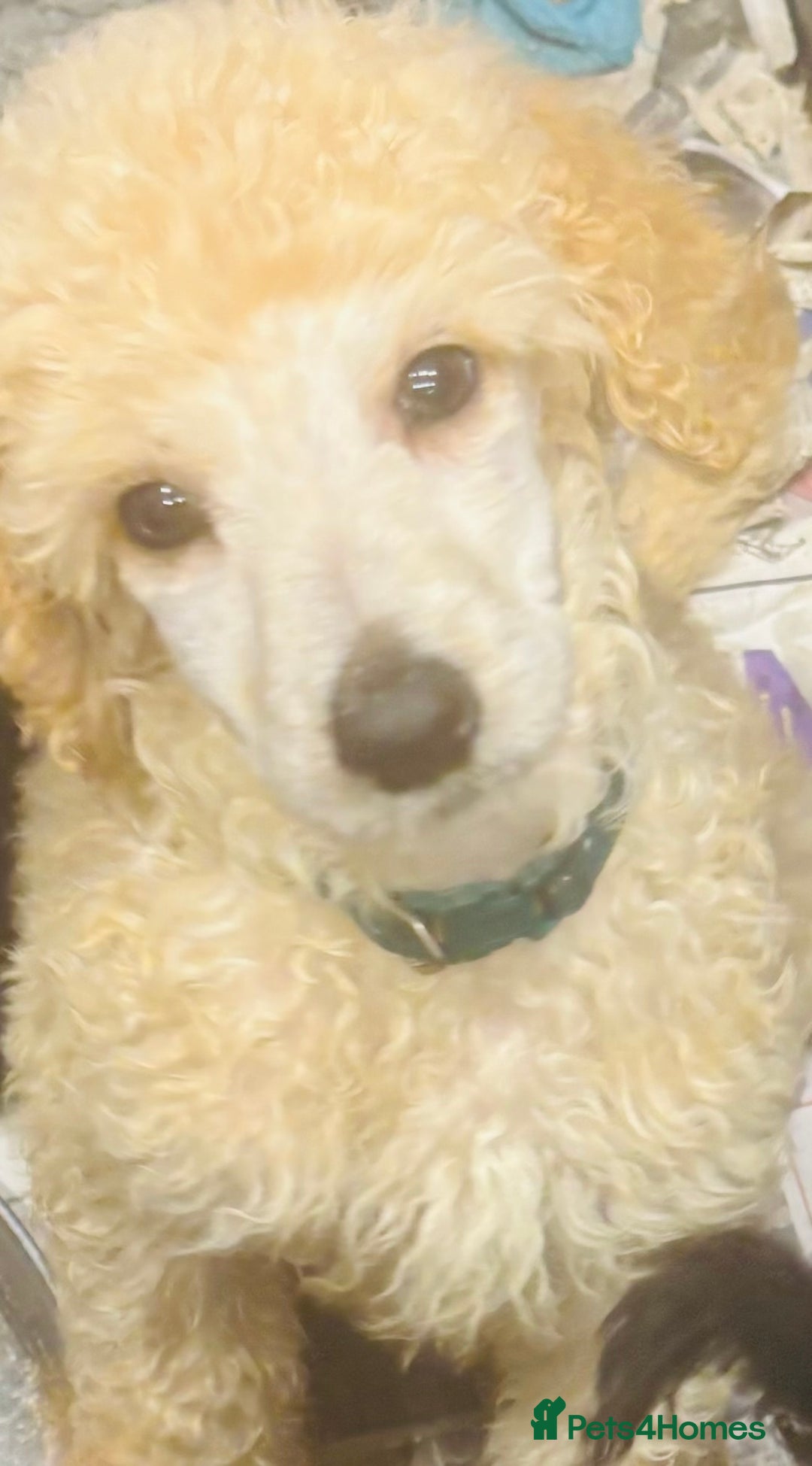 Standard Poodle dogs for sale: Kc registered standard poodles  - Advert 2